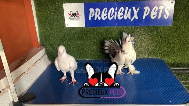 1 Pair of Mixed Fancy Pigeons · Photo 2