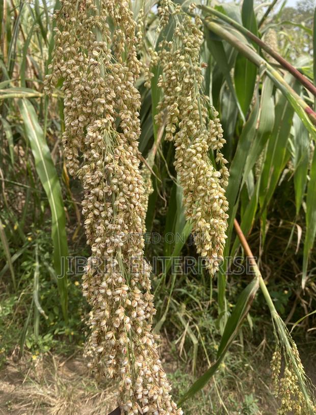 African Big White Sorghum, Non Hybrid, Late Mature Variety · Photo 4