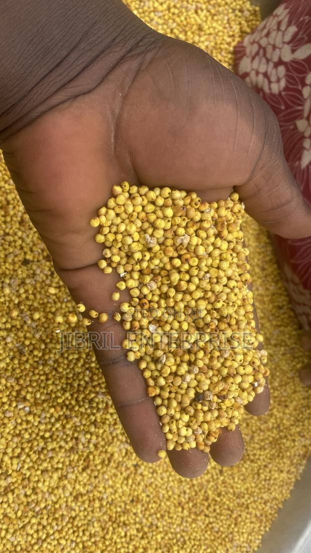 African Yellow Sorghum, Non Hybrid, Medium Yield Variety · Photo 2