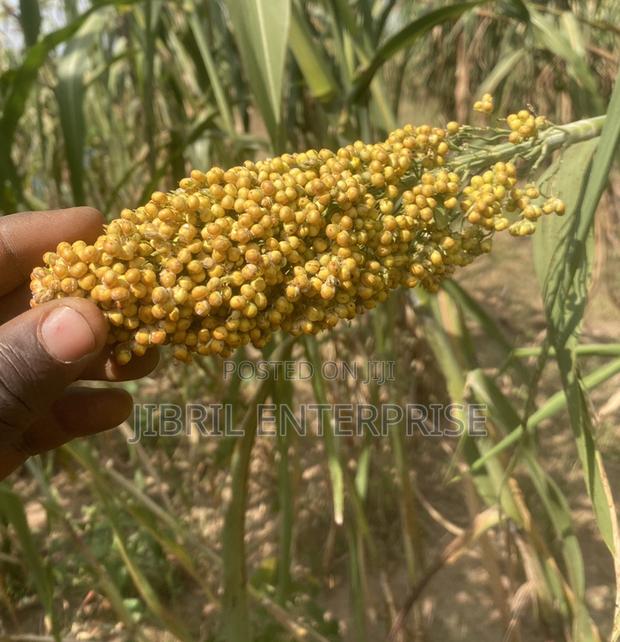 African Yellow Sorghum, Non Hybrid, Medium Yield Variety · Photo 3