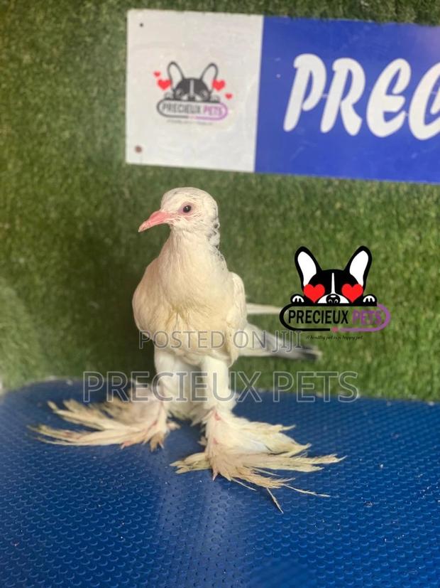 1 Pair of Pomeranian Pouter Pigeons · Photo 3