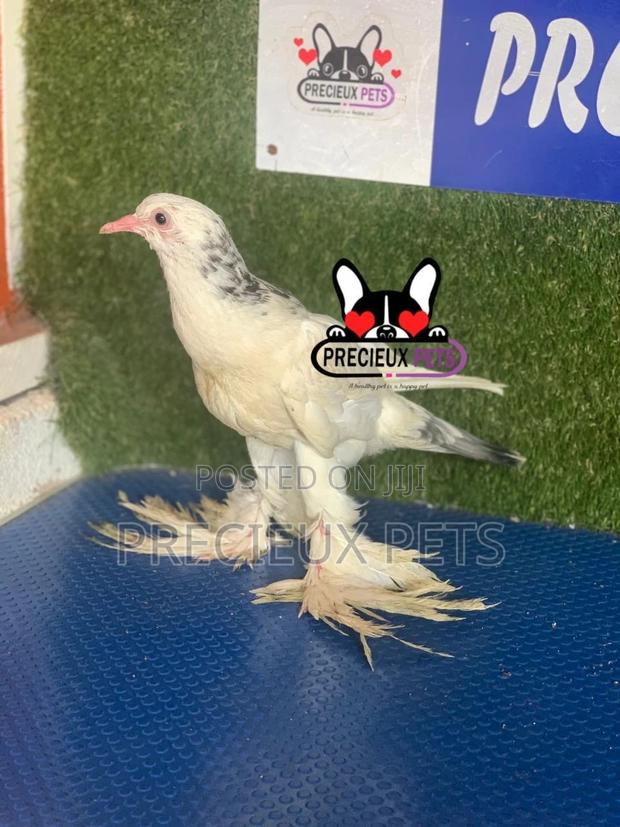 1 Pair of Pomeranian Pouter Pigeons · Photo 4