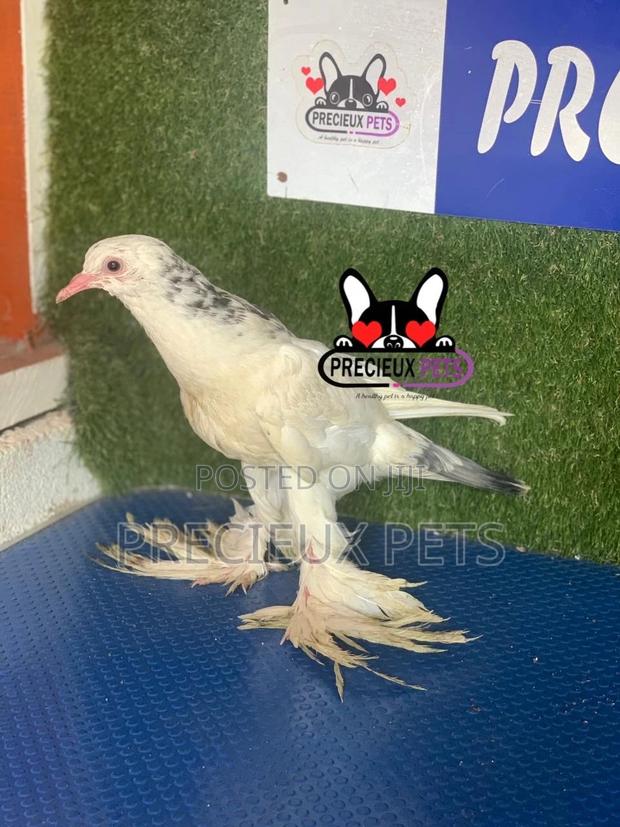1 Pair of Pomeranian Pouter Pigeons · Photo 2