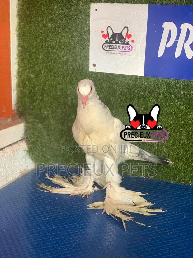 1 Pair of Pomeranian Pouter Pigeons · Photo 5