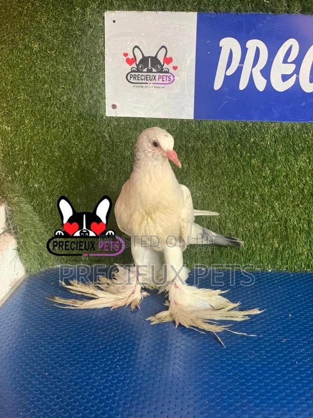 1 Pair of Pomeranian Pouter Pigeons · Photo 1