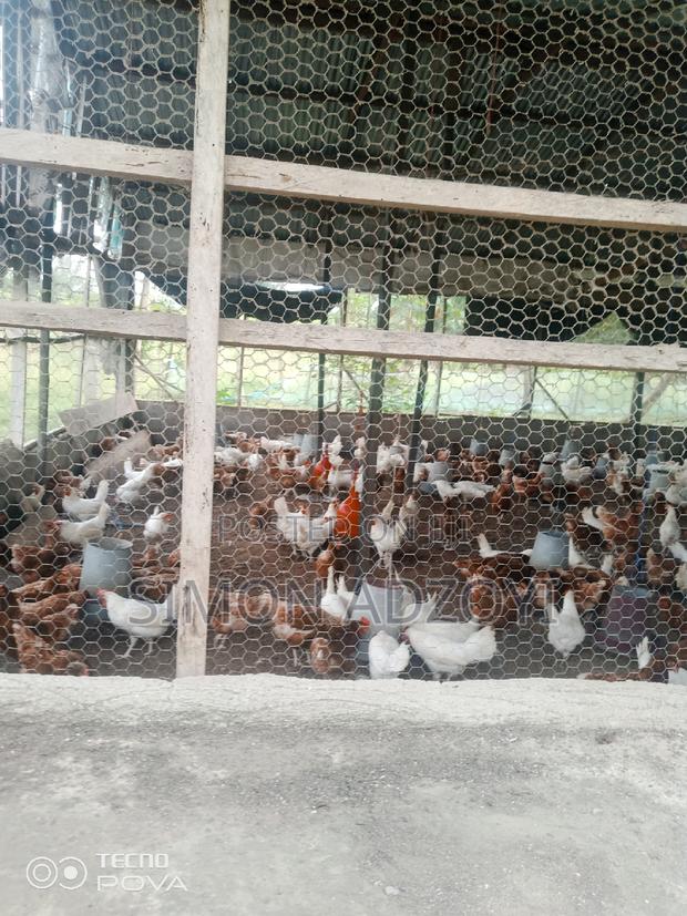 9 Plot Of Land And Poultry Farm For Sale · Photo 1
