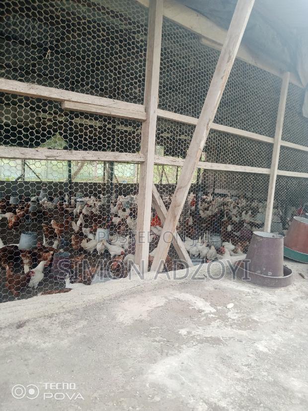 9 Plot Of Land And Poultry Farm For Sale · Photo 2