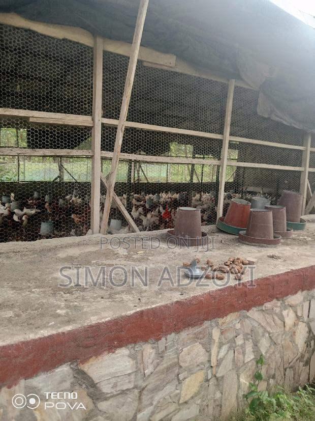 9 Plot Of Land And Poultry Farm For Sale · Photo 3