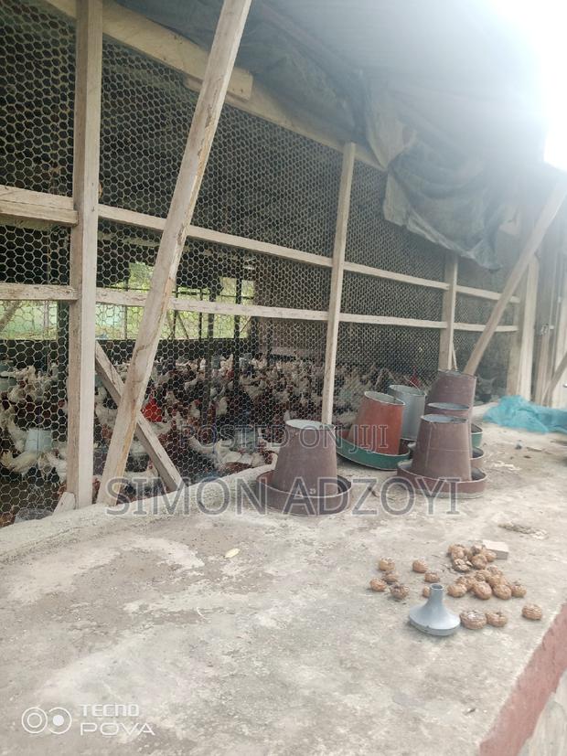 9 Plot Of Land And Poultry Farm For Sale · Photo 4