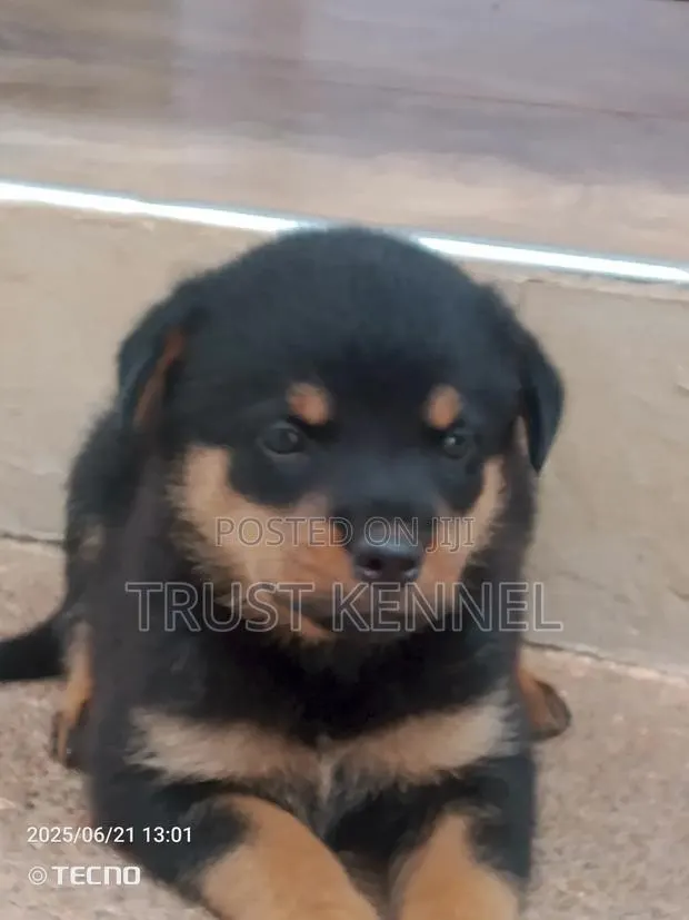 1-3 months Male Purebred Rottweiler · Photo 1