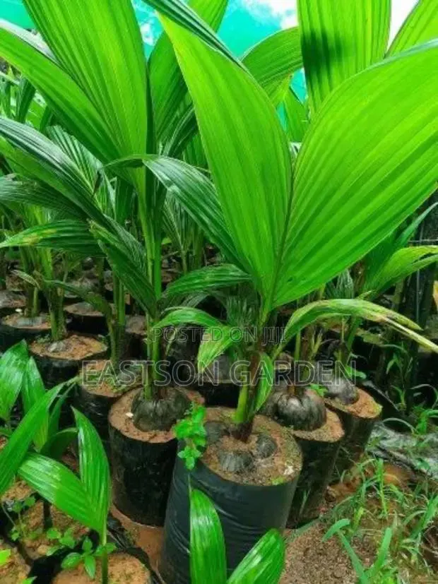 Malaysian Dwarf Coconut Seedlings · Photo 3