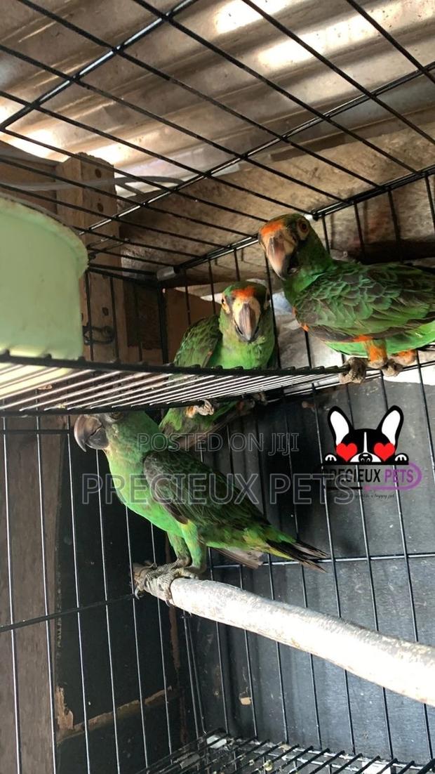 House Talking Birds for Sale · Photo 2
