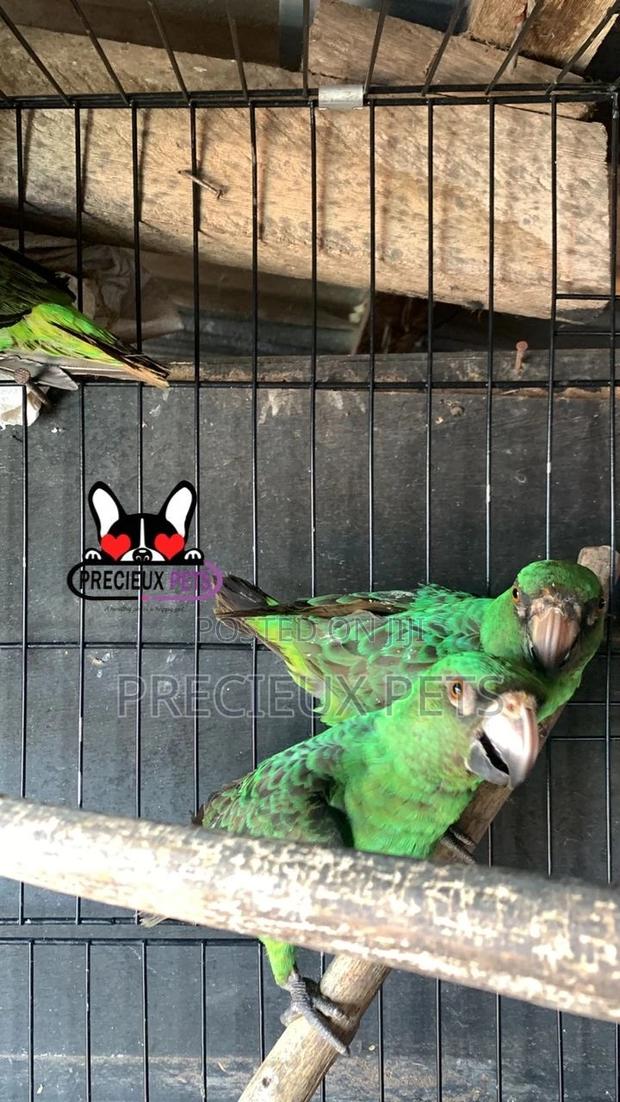 House Talking Birds for Sale · Photo 3