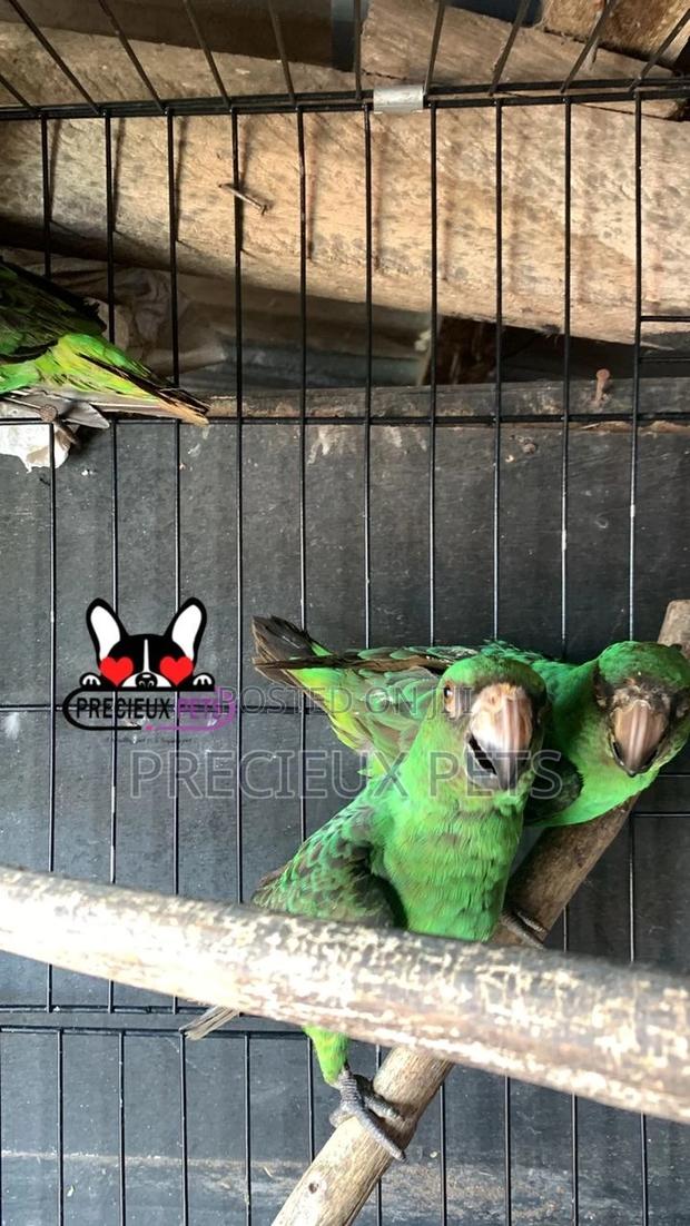 House Talking Birds for Sale · Photo 1
