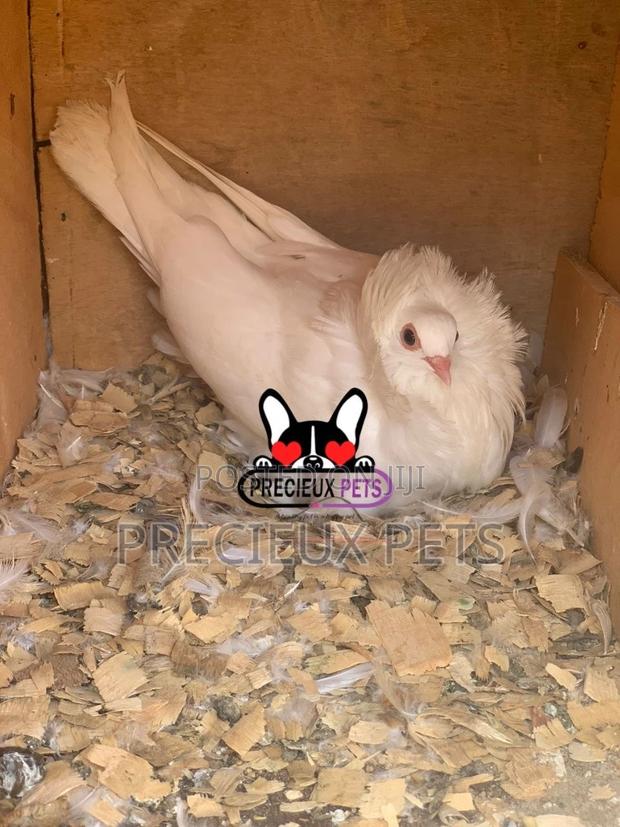 White Mâle Jacobin Pigeons · Photo 2