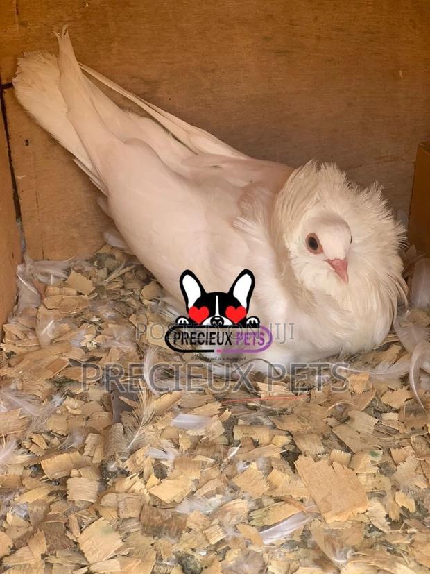 White Mâle Jacobin Pigeons · Photo 1