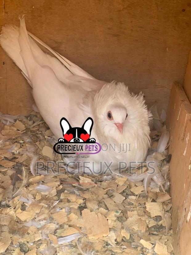 White Mâle Jacobin Pigeons · Photo 3