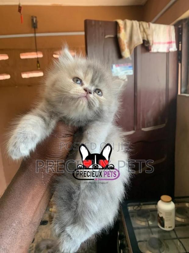 1-3 months Female Purebred Persian · Photo 1