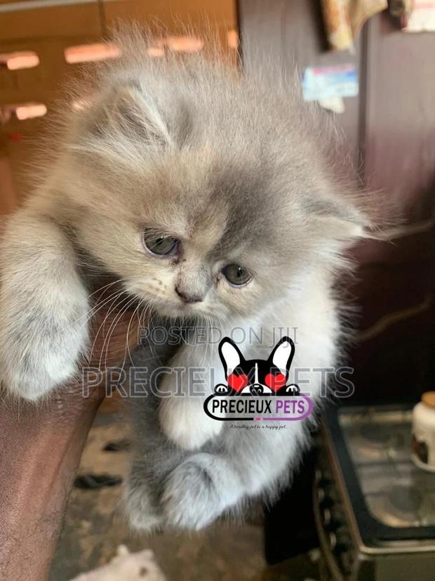 1-3 months Female Purebred Persian · Photo 5