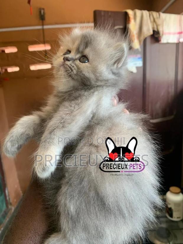1-3 months Female Purebred Persian · Photo 6