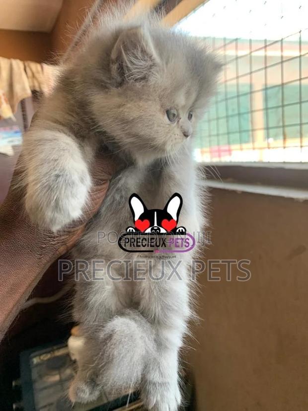 1-3 months Female Purebred Persian · Photo 2