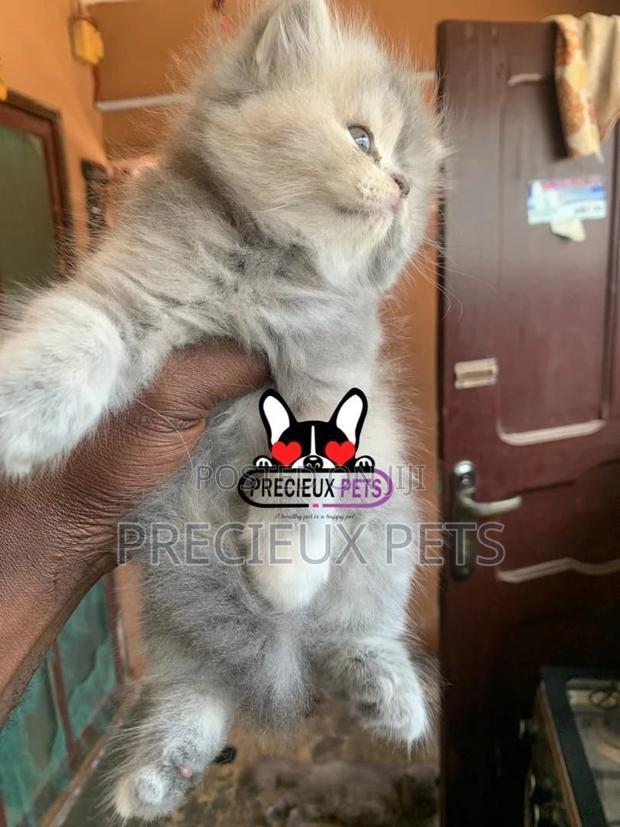 1-3 months Female Purebred Persian · Photo 4