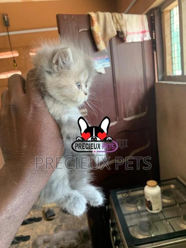 1-3 months Female Purebred Persian · Photo 3