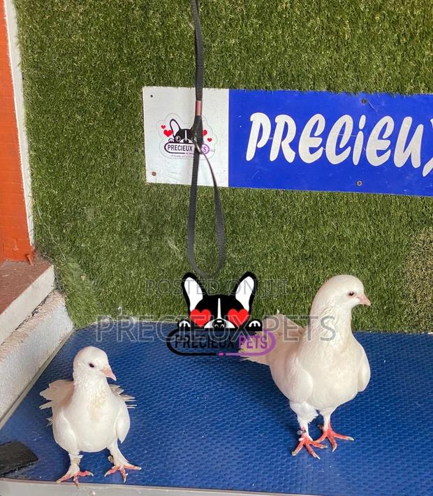 1 Pair of Gaint Home Racer Pigeons · Photo 1