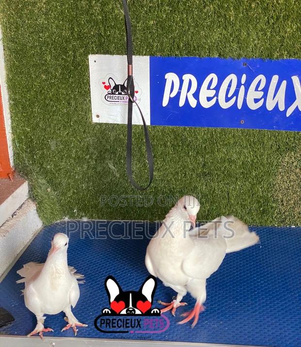 1 Pair of Gaint Home Racer Pigeons · Photo 2