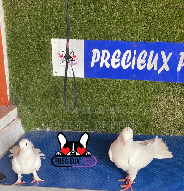 1 Pair of Gaint Home Racer Pigeons · Photo 3