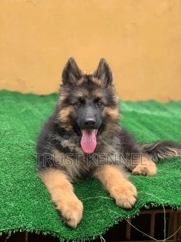 1-3 months Male Purebred German Shepherd · Photo 1