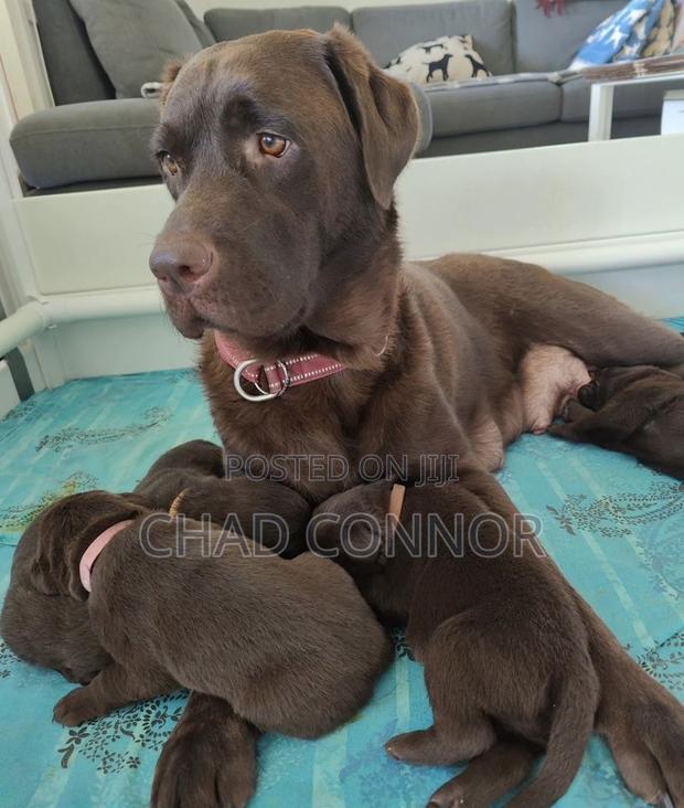 1-3 months Male Purebred Labrador Retriever · Photo 2