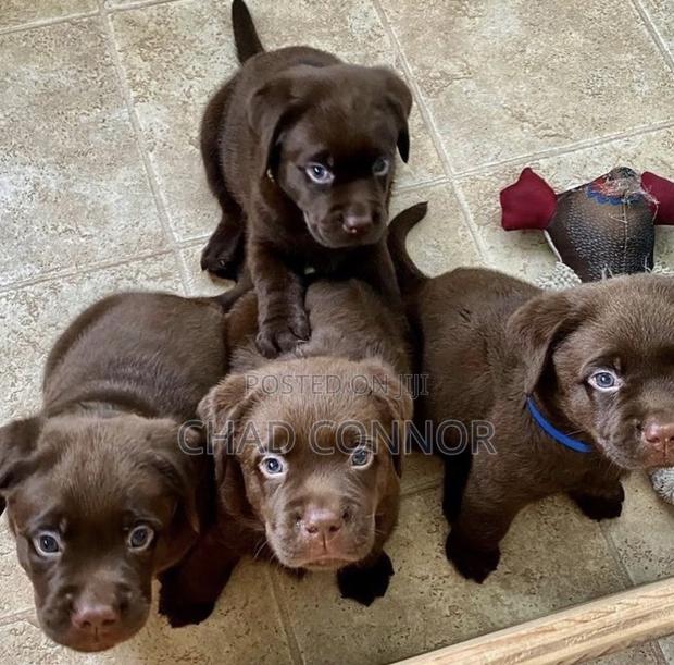 1-3 months Male Purebred Labrador Retriever · Photo 1
