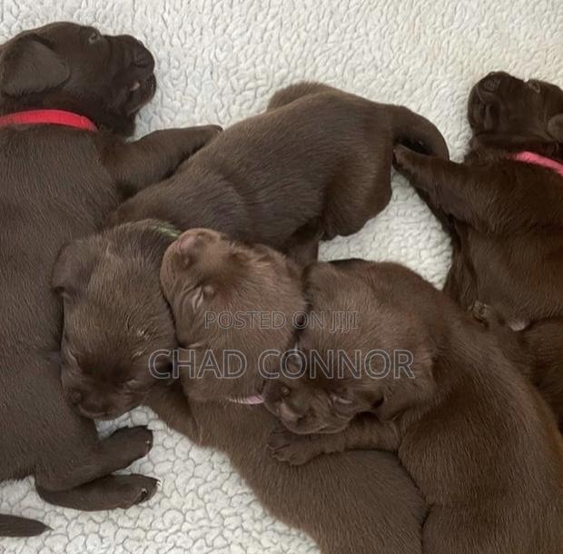 1-3 months Male Purebred Labrador Retriever · Photo 3
