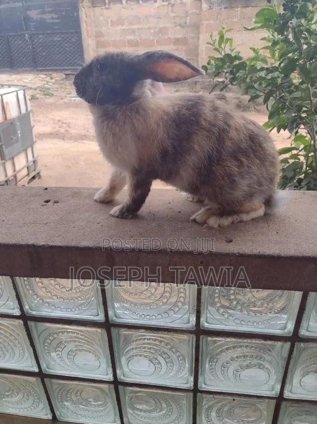 Giant Male Rabbits · Photo 1