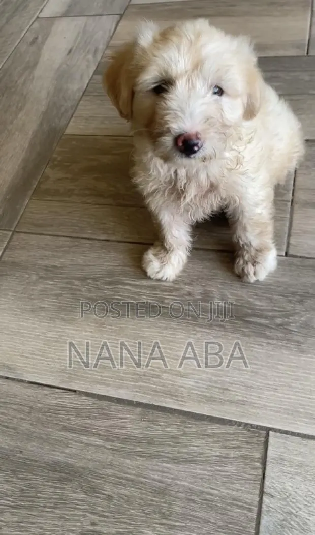 1-3 months Female Purebred Poodle · Photo 1