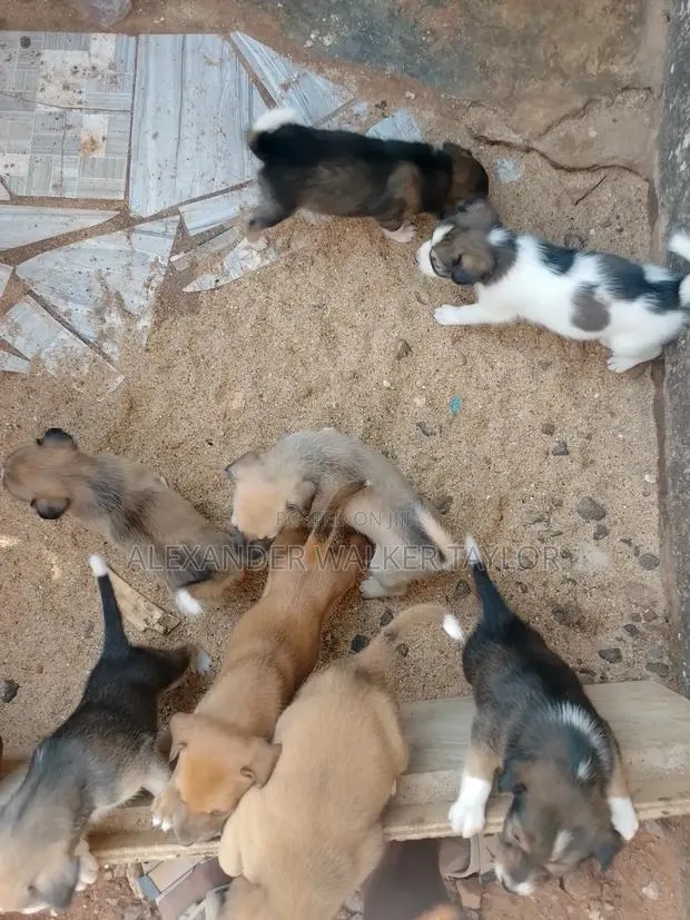 1-3 months Male Mixed Breed American Pit Bull Terrier · Photo 1