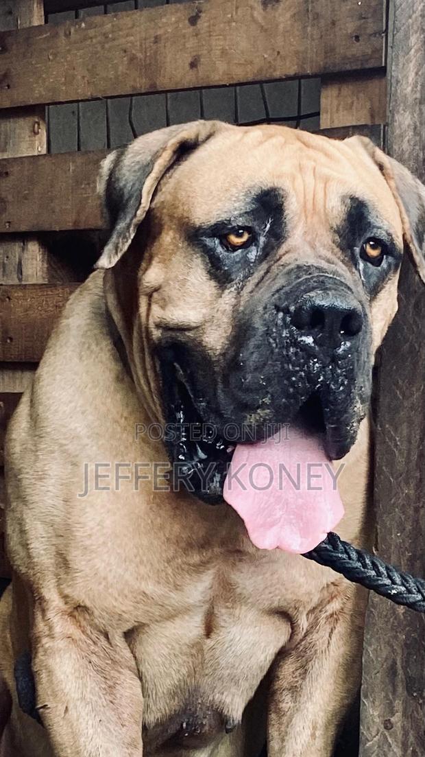 Pedigree Boerboel Available for Stud · Photo 2
