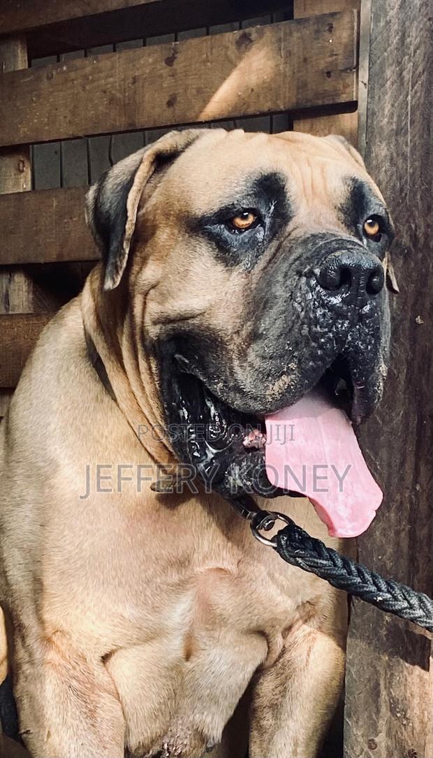 Pedigree Boerboel Available for Stud · Photo 1
