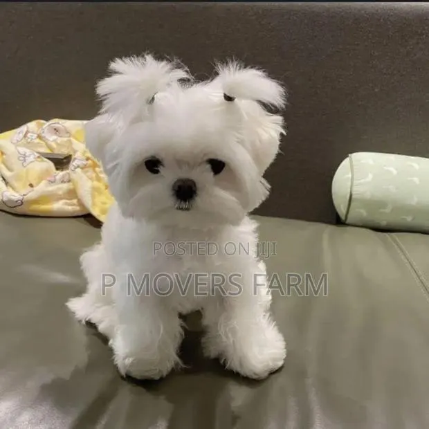1-3 months Male Purebred Lhasa Apso · Photo 1