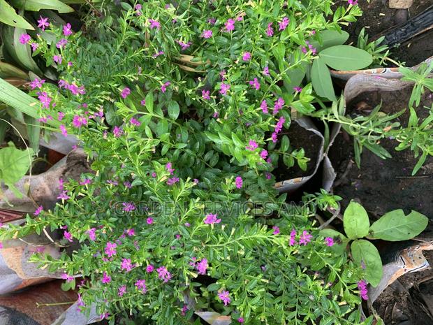Cuphea Hyssopifolia Flower for Sale · Photo 2