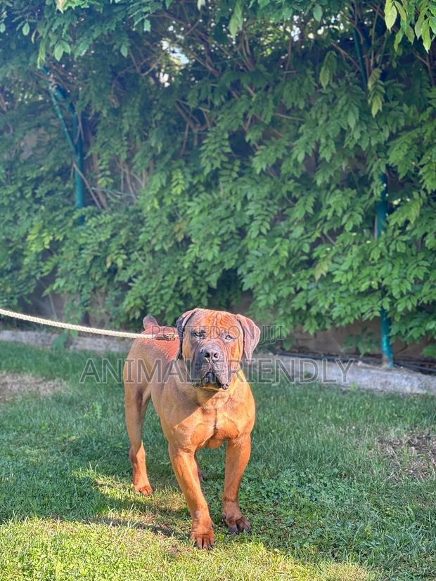 3-6 months Male Purebred Boerboel · Photo 1