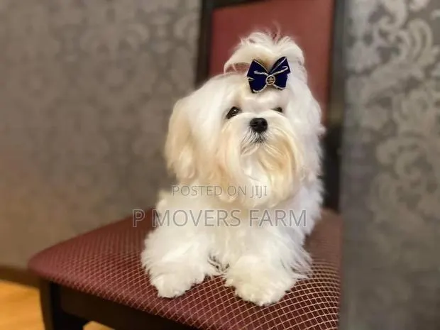 1-3 months Male Purebred Maltese · Photo 1