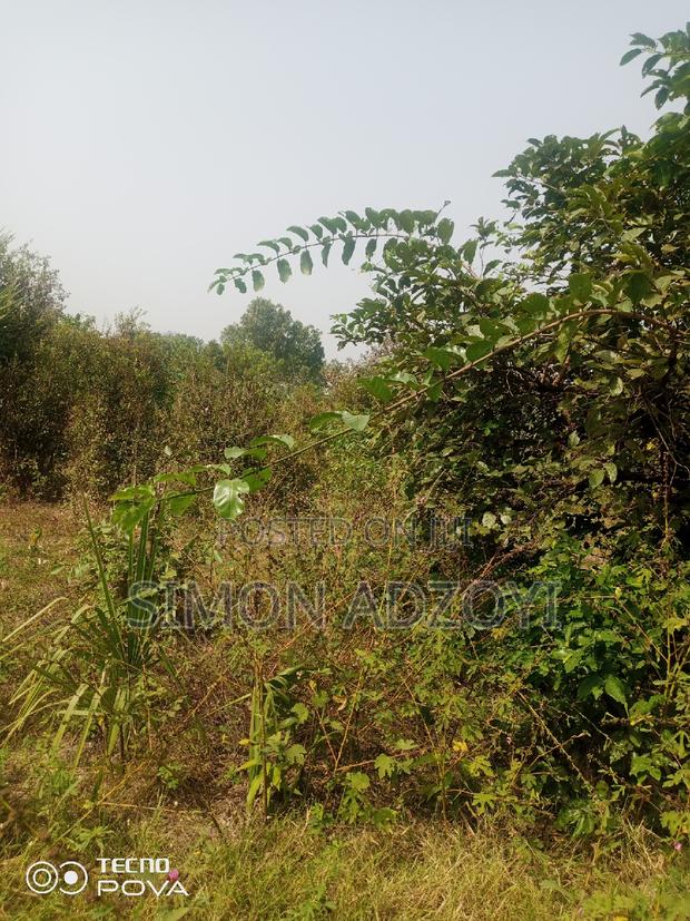 5000 Acres of Farm Land for Sale or Long Lease · Photo 4