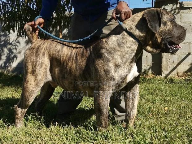 1-3 months Female Purebred Boerboel · Photo 1