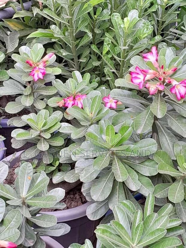 Desert Rose for Sale · Photo 3