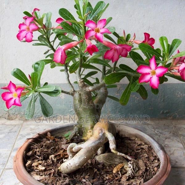 Desert Rose for Sale · Photo 1