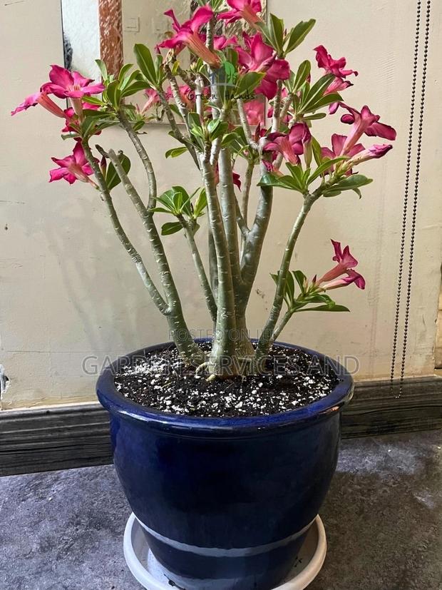 Desert Rose for Sale · Photo 2