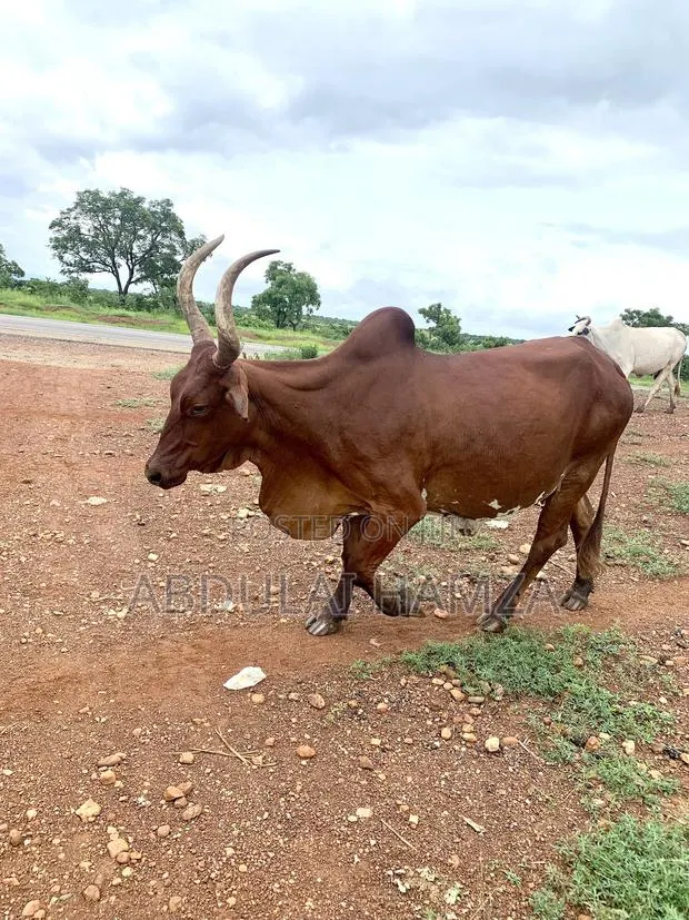 Healthy Cow Available for Sale · Photo 1