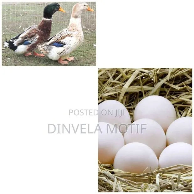 Pekin/ Rouen Ducks Eggs/ Day Old Ducklings · Photo 1